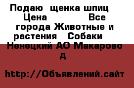 Подаю. щенка шпиц  › Цена ­ 27 000 - Все города Животные и растения » Собаки   . Ненецкий АО,Макарово д.